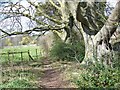 Footpath beside River Nadder