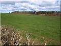 Wood near Stowford