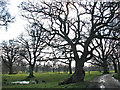 Pasture with ancient trees