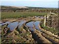 Puddles in field above Nethercott