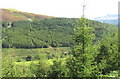 View across the Mawddach Valley to the Dolfawr Forest block