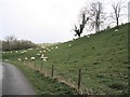 Sheep near Avington