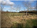 Birches near Marshall Farm