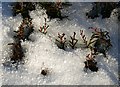 Heather in the Snow