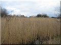 TL4045 : Fowlmere reed beds by ad acta