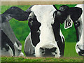 Part of the cow mural, Great Knollys Street, Reading