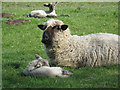 Cogges Manor Farm Museum, sheep.