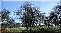 View into orchard