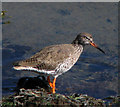 Redshank, Bangor