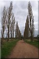 Avenue of Poplars