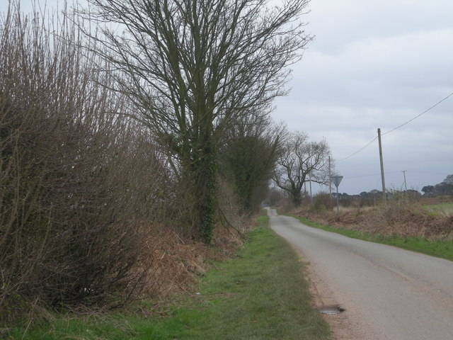 Lizard Lane