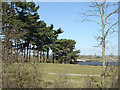 Windbreak of pines at Welldale Farm