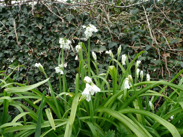 Allium Triquetrum, Three Cornered Leek © Jonathan Billinger :: Geograph 