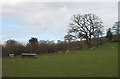 Ewes and lambs, Lower Wood Farm