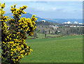 Whin bush near Ballylesson