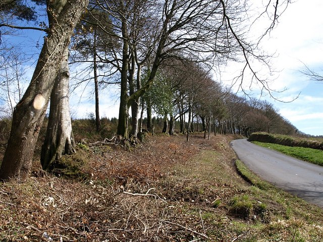 Lane near Beggar's Bush