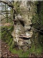 Beech near Thorns Cross