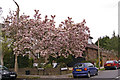 Magnolia in garden on corner Vera Avenue and Onslow Gardens, London N21