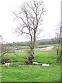 Gnarled tree, Alvediston