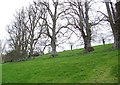 Trees by bridleway, Alvediston