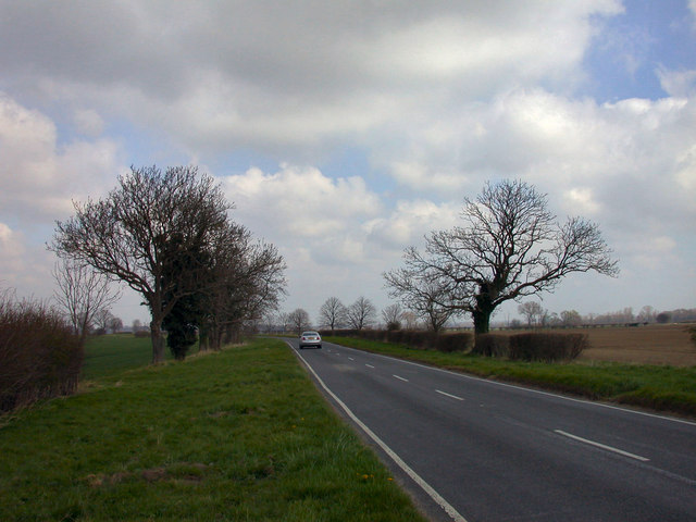 Trees on Cambridge Road