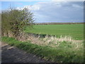 A peek through the hedge