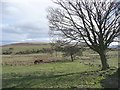 Fields off Birch Close Lane, Bingley