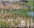 Duck family Totton, near Southampton