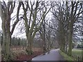 Beech lined road near Bonninton Mains