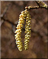 Hazel catkins, Mindork Forest