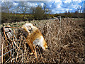 Dead fox by the Tarf Water