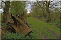 Stump on Workhouse Lane