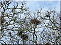 Rookery,  Tyddewi/St David