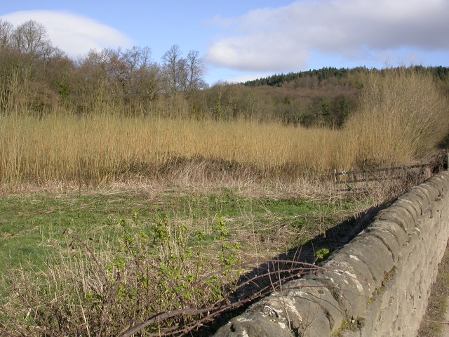 Short Rotation Coppice Willow