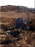 NG8987 : Tree and boulder, Loch a' Bhaid-Luachraich by Chris Eilbeck