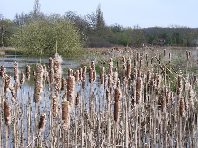 Pond near Hyde Lane
