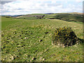 Rough grazing field