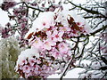 Snow on Cherry Blossom