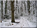 Merrow - Victory Oak in the Snow