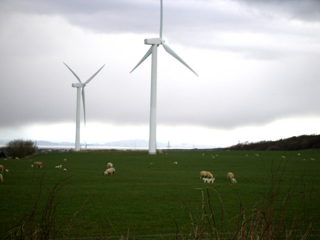 Sheep and lambs don't mind wind farms!