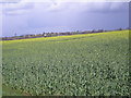 Field of Oilseed Rape