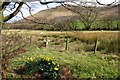 Daffodil and Lamb in the Brecons