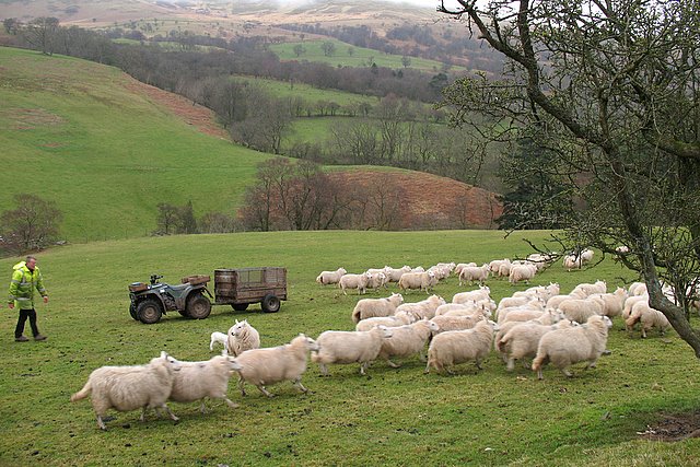 Sheep farming in Glyn Tarell