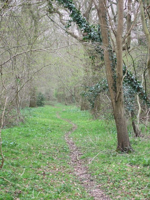 Wayland Wood, early Spring.