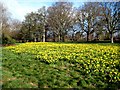 Daffodils, Cassiobury Park, Watford