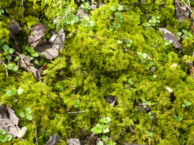 Great Shacklow Wood - Mosses on the ground next to the footpath