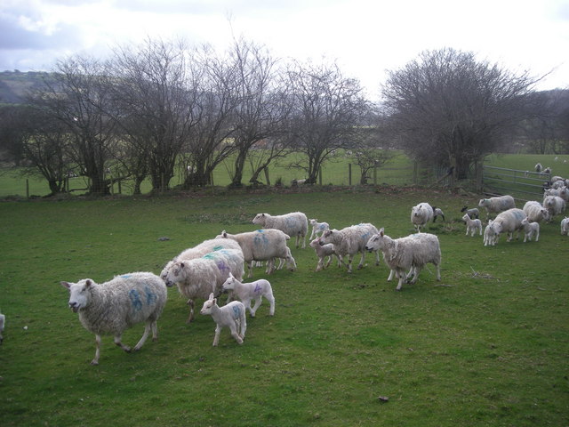 Ewes and lambs near Parcneuadd