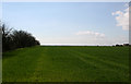 Field on Leewick Farm