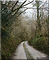 The Road past Whitley Wood