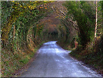 W0169 : Country Lane at Cumeen by Richard Fensome